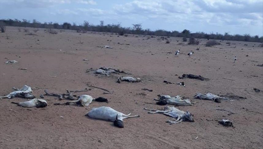 'Kekeringan lebih berbahaya daripada pandemi Covid-19 di Kenya'
