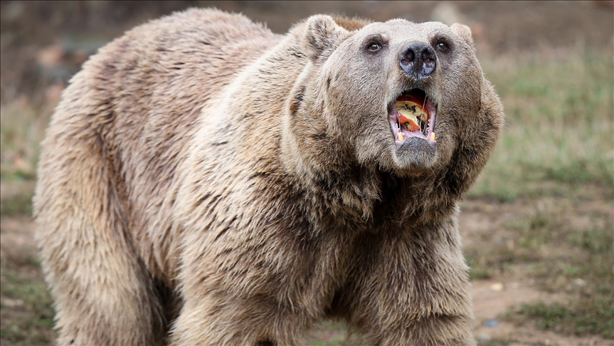 Ovakorusunda ayılar günde 400 kilogram yiyecekle kış uykusuna hazırlanıyor