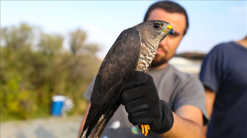 رودخانه ارس؛ بهشت پرندگان در شرق ترکیه