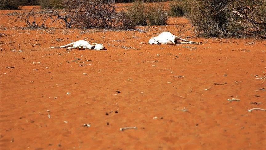 Disappearing cattle hit farmers in drought-stricken Zimbabwe