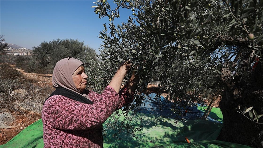 Filistinli çiftçiler Yahudi yerleşimcilerin tehditleri nedeniyle zeytin hasadı sevincini yaşayamıyor