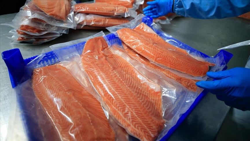 رشد چشمگیر میزان صادرات ماهی «سالمون ترک»