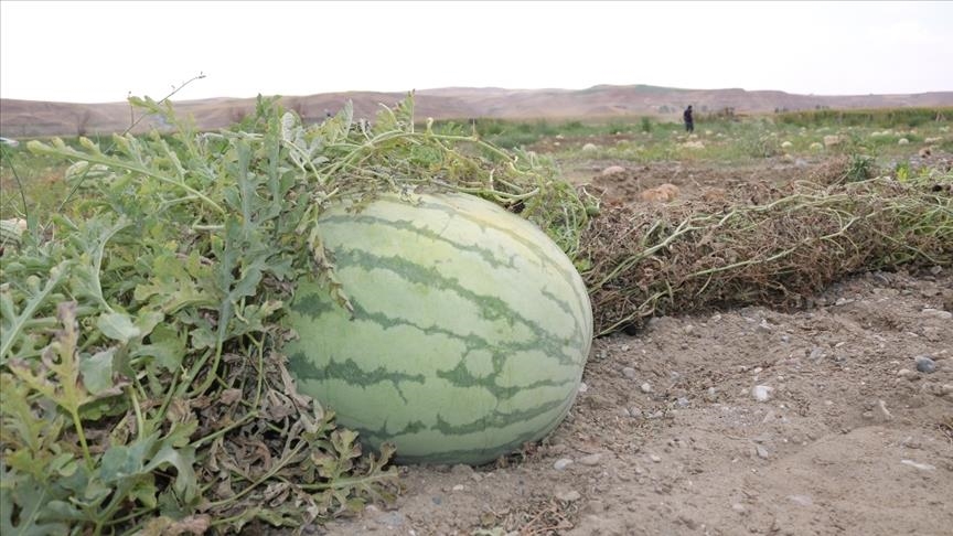 صادرات تركيا من البطيخ تتجاوز 21 مليون دولار