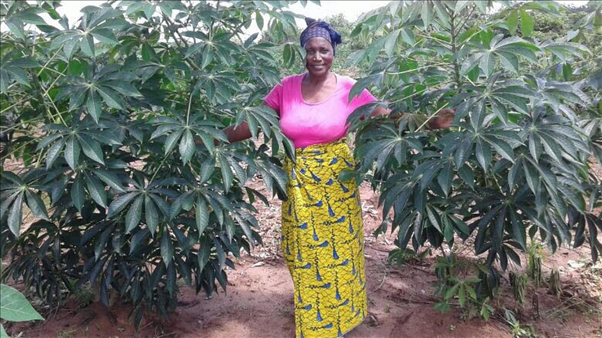 Miracle crop cassava lifts Tanzanian farmers out of poverty