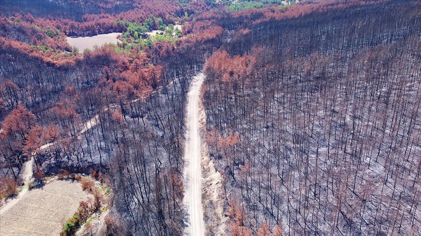 Adana ve Osmaniyede yanan ormanlık alanlarda 4 milyon fidan toprakla buluşacak