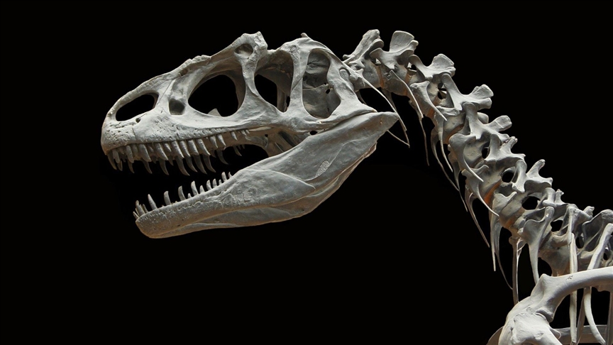 Bilinen en büyük boynuzlu dinozor Big Johnun kalıntıları 8 milyon dolara satıldı