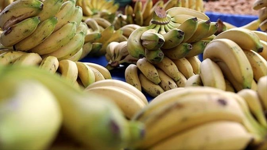 Belgijski poljoprivrednik kupio banane i pronašao paketiće kokaina