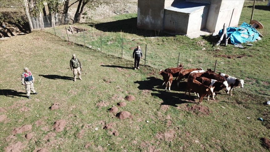 Erzincanda kaybolan büyükbaş hayvanlar drone yardımıyla bulundu