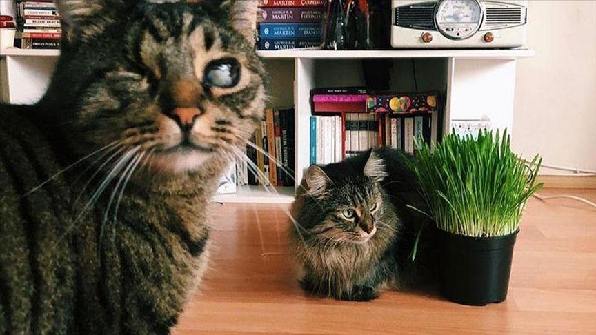 Turkish court awards woman with custody of 2 cats in landmark verdict