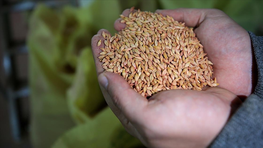 Trakyanın yerli tohumları Azerbaycanda, işgalden kurtarılan bölgelerde filizlenecek