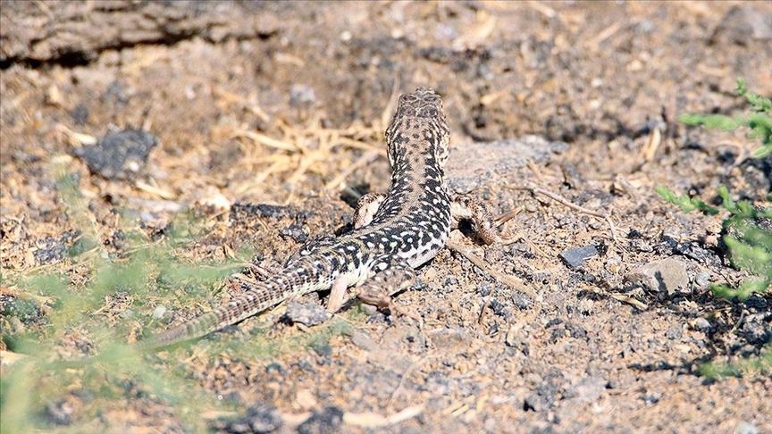 Rare steppe-runner lizard lives in challenging terrain of eastern Turkey