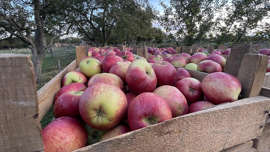 Kastamonuda yaklaşık 23 bin ton elma rekoltesi bekleniyor