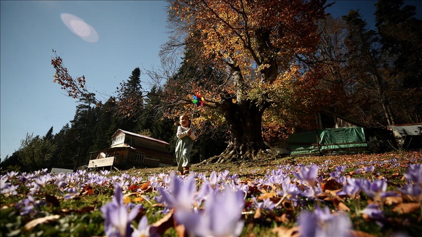 دوزجة التركية.. حينما يصبح الخريف "تحفة فنية"