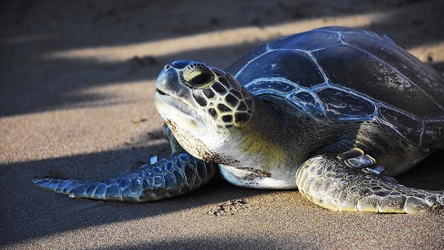 Küresel ısınma yüzünden caretta carettaların güzergahı değişti