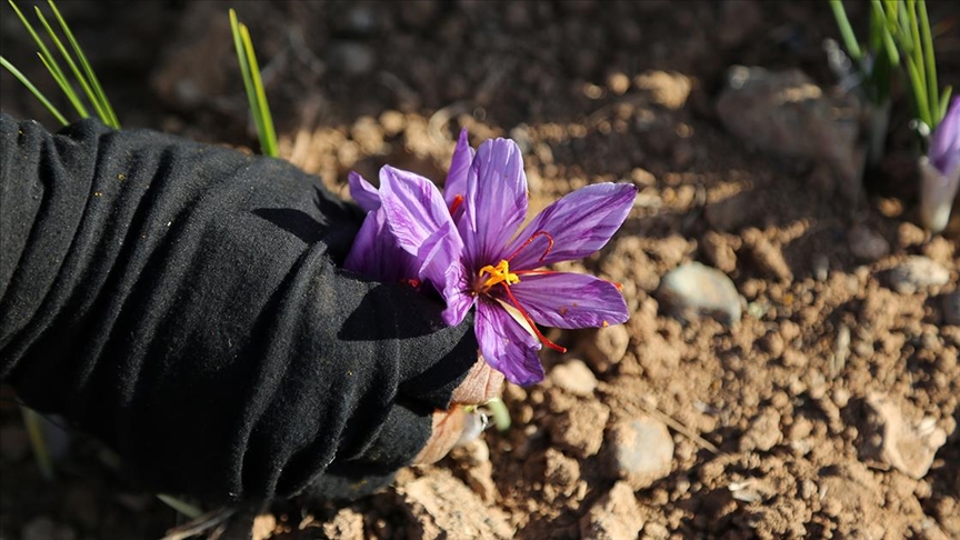 İranda kuraklık nedeniyle kızıl altın safranın çiçekleri açmadı