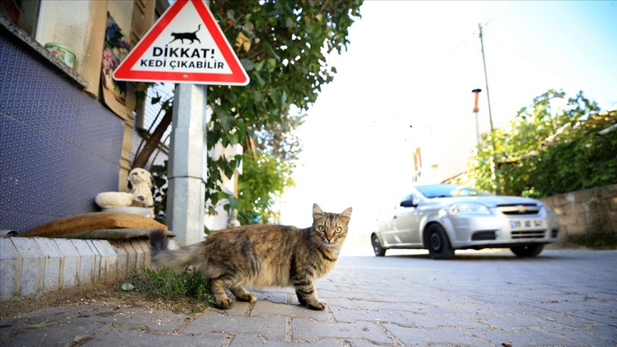 Kırklarelinde sürücüler kedi - köpek çıkabilir tabelalarıyla uyarılıyor