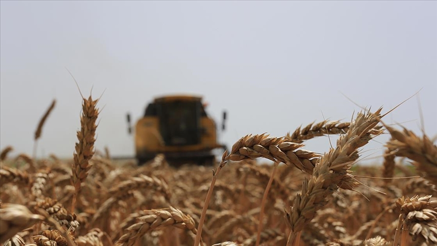 Konyada buğdayda verim değişimi ve gelir kaybı riskine TARSİM teminatı sağlandı