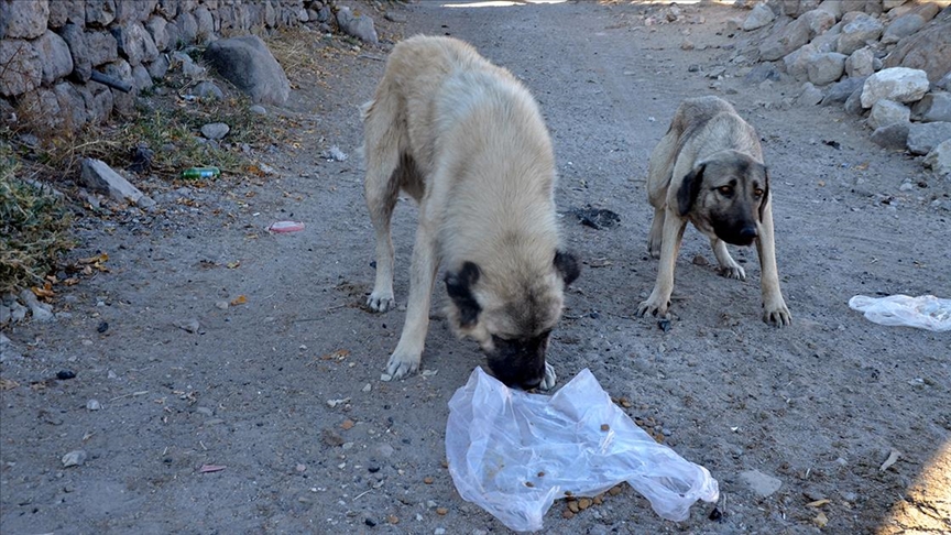 Konya’da köpeklerin diri diri gömüldüğü iddiasıyla ilgili soruşturma başlatıldı