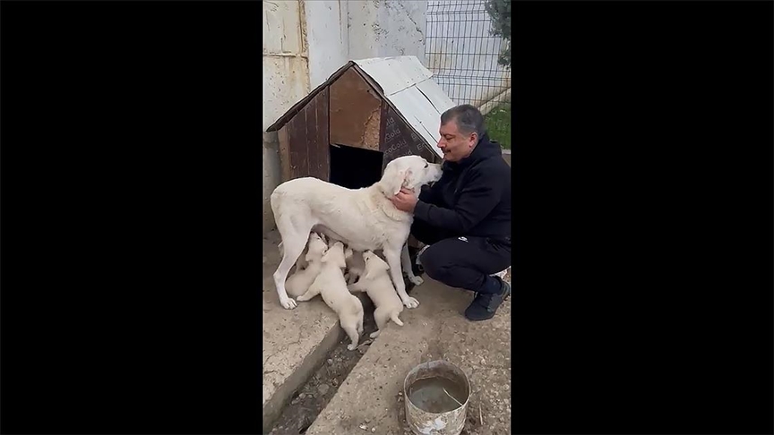 Sağlık Bakanı Koca, yavrulayan köpeği Sultanla videosunu paylaştı
