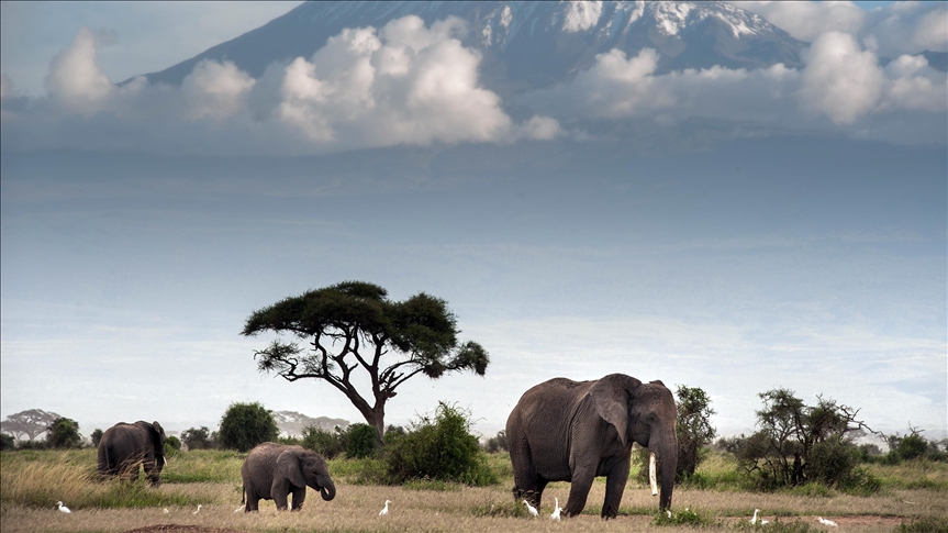 Melting Kilimanjaro glacier turning Kenyan park into wetland