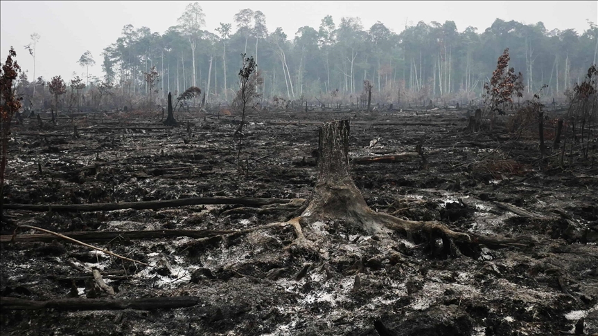 Un centenar de líderes mundiales se comprometen a frenar la deforestación en el marco de la COP26 
