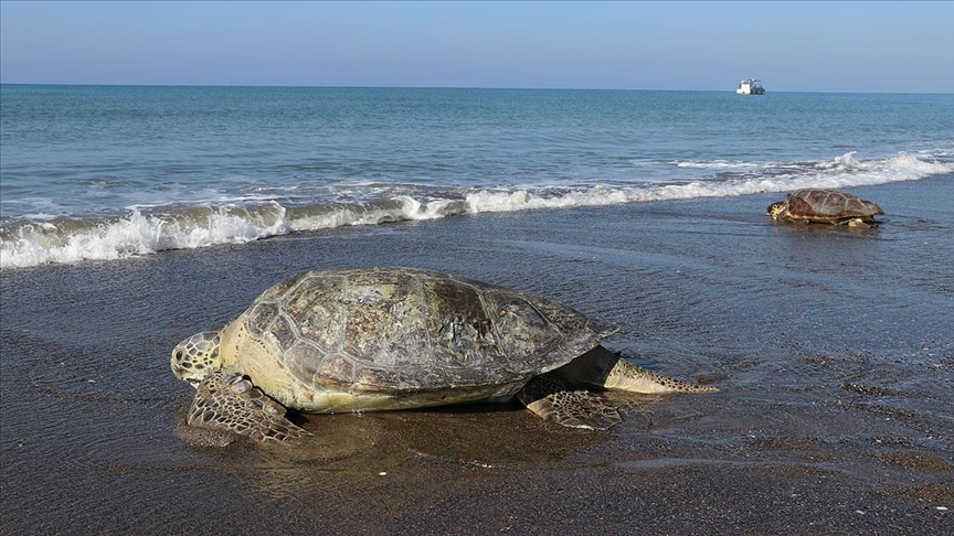 Hatayda tedavileri tamamlanan deniz kaplumbağaları denize bırakıldı