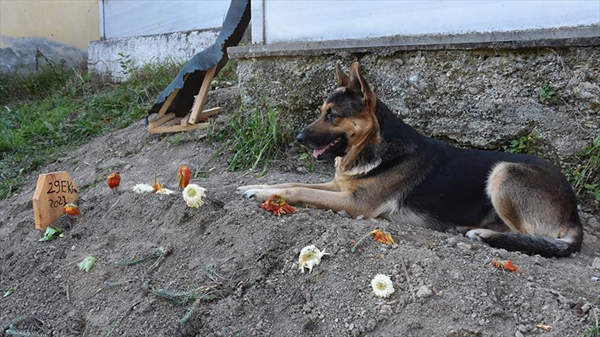 Esta es la perra que visita todos los días la tumba de su recién fallecido dueño en Turquía 
