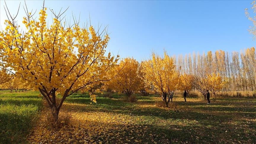 Ноябрь в садах Ирем у подножия горы Агры