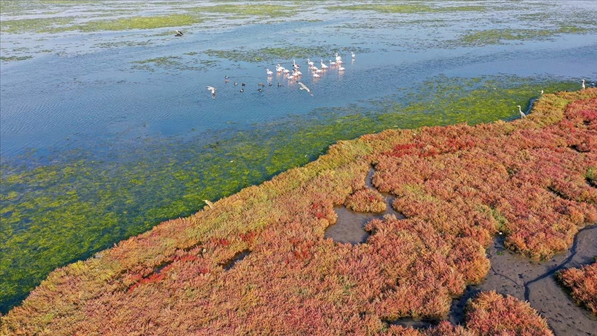 Flamingoların yuvası Çakalburnu Lagünü deniz yosunuyla kaplandı
