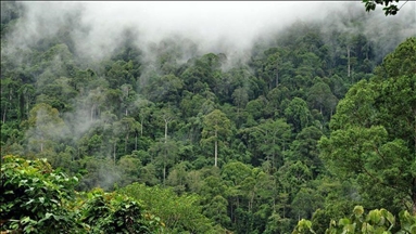 Over 1M species face threat of extinction: Global biodiversity body