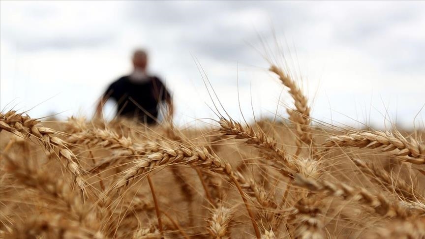 Wheat prices boom amid stock measures, drought, monetary expansion