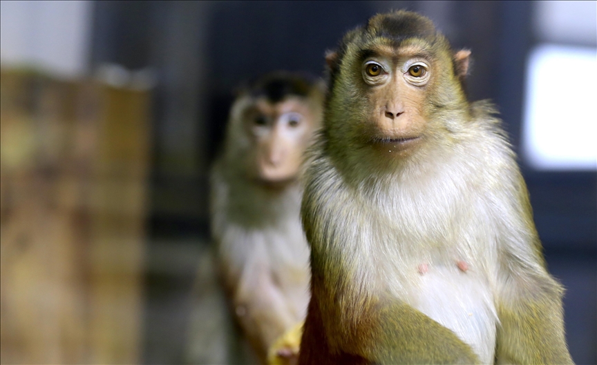 Monkeys terrorize farmers, destroy crops in Tanzanian villages