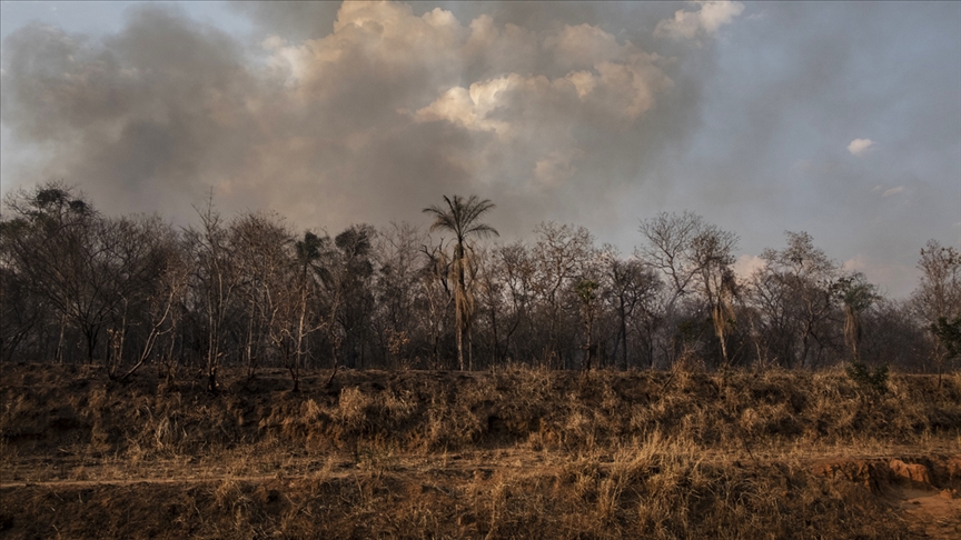 Brezilyadaki Amazonlarda ormansızlaşma son 15 yılın en yüksek seviyesine çıktı