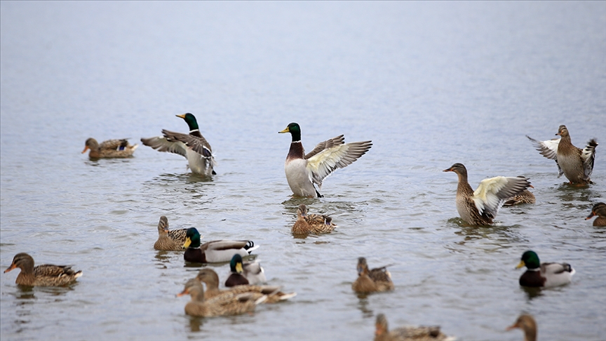 تركيا.. غابات مائية تستضيف 219 نوعا من الطيور