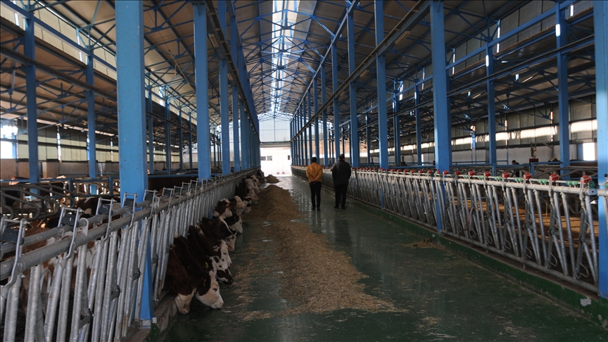 Mardin'de devlet desteğiyle kurulan çiftlikte günlük 1500 litre süt üretiliyor