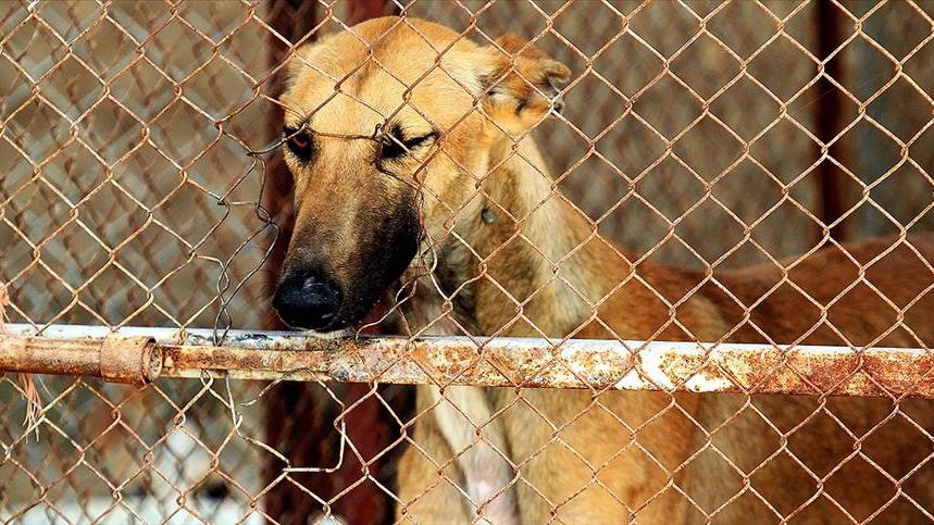 Most Cambodians against sale of dog meat: Survey
