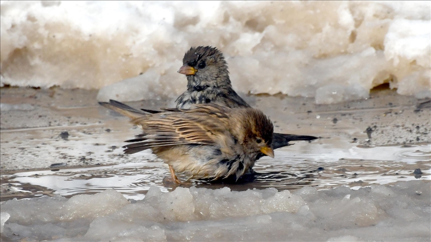 Li Rojhilatê germahiya herî kêm di bin sifirê da bi 8 pileyan va li Erdexanê hat pîvan