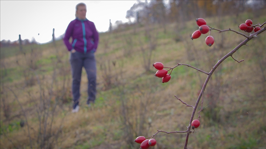 Na imanju Dragane Duvnjak: Zasadila organsku plantažu šipka i ostvarila životni san