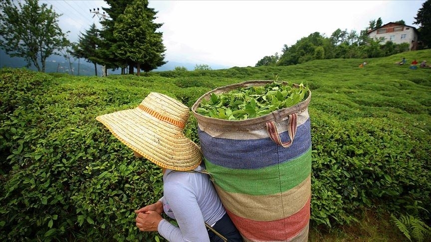 ÇAYKUR, ekim ayı yaş çay bedelini yarın üreticilerin hesabına yatıracak