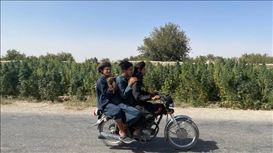 Ekonomik krizdeki Afganistan’da dünya uyuşturucu trafiğinin kaynağı kenevir ekimi sürüyor