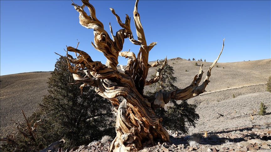 Kalifornijsko drvo Metuzalem, najstarije na svijetu
