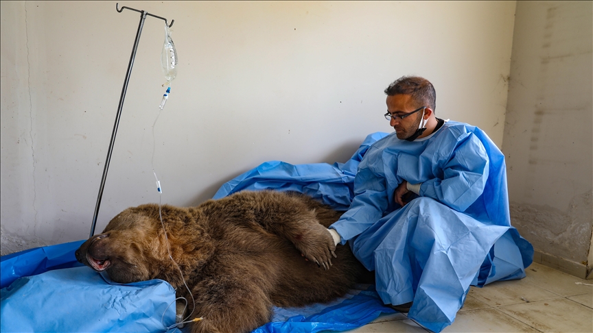 В турецком Ване ветеринары пытаются спасти жизнь раненого медведя