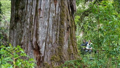 Defying ages, 2,600-year-old larch tree in Argentina still thrives