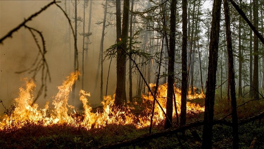 SAD: U šumskom požaru u Sjevernoj Karolini uništeno 400 hektara zemlje