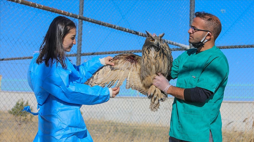 Yaralı yaban hayvanları Van'daki rehabilitasyon merkezinde iyileştiriliyor