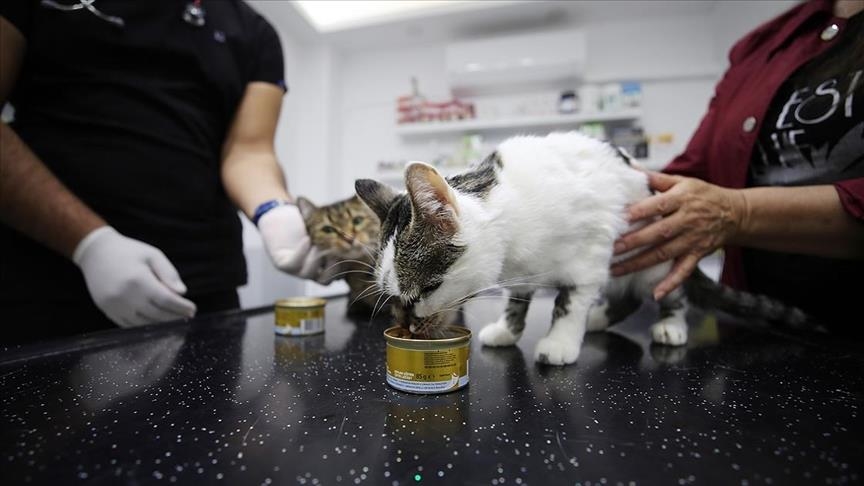Cat lends blood to save ailing sister's life in western Turkey