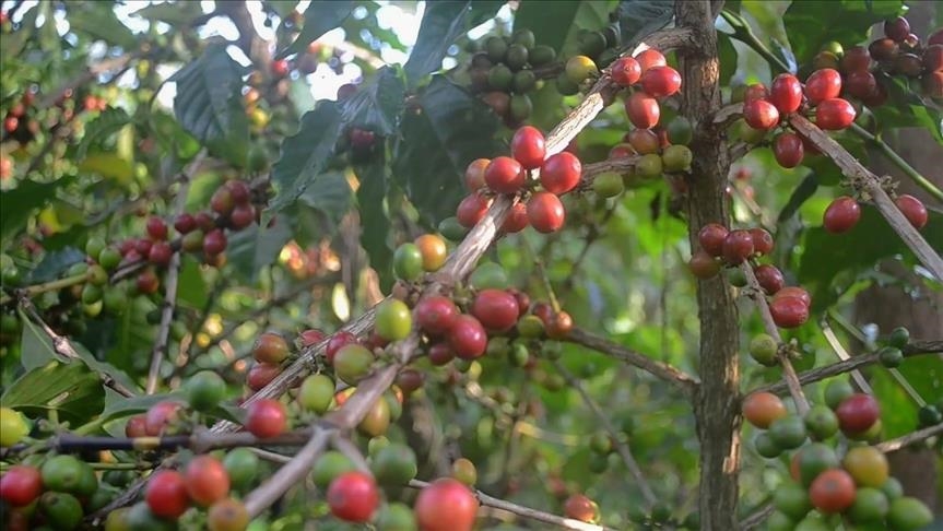 Tasty Ugandan coffee attracts Turkish traders
