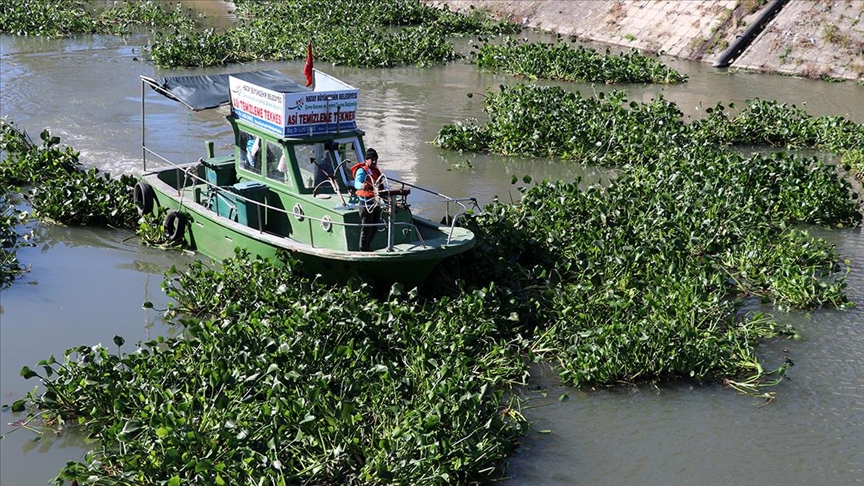 Asi Nehri'ni 'işgal' eden 1000 ton su sümbülü temizlendi