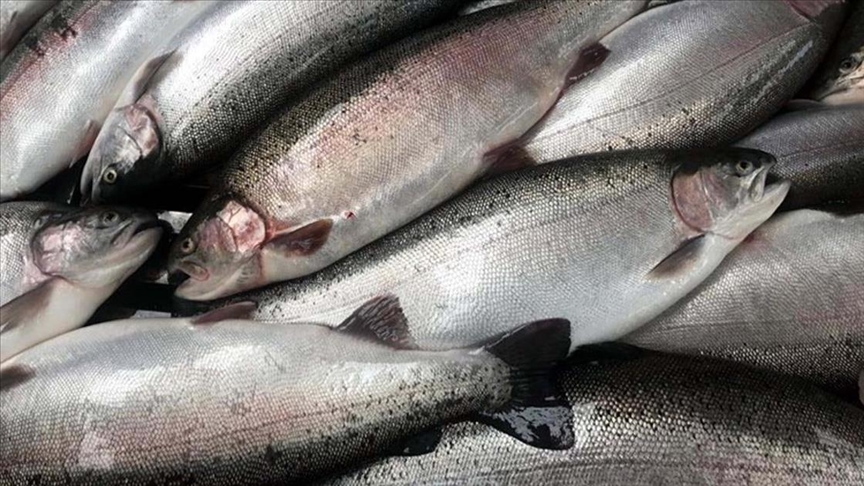 Malatyada yetiştirilen somon balıkları Avrupa ülkeleri ve Rusyaya ihraç ediliyor