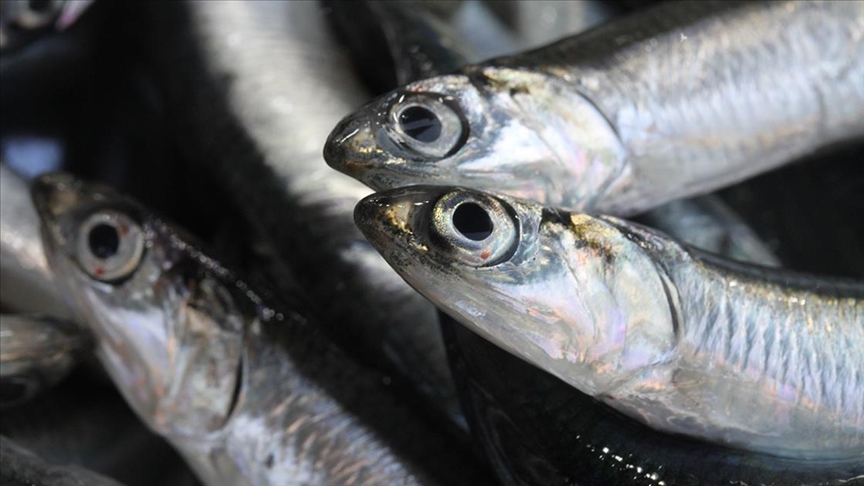 Турция экспортирует хамсу в 23 страны мира